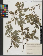 Foto von Salix hastata L.